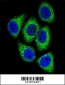 DEK Antibody (C-term)